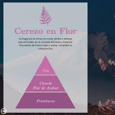 AMBAR ZEN Aceites Esenciales para Humidificador · Pack 4 x 50 ml Cerezo en Flor · Aceite Aromático Natural · Aromaterapia para Difusor, Mikado