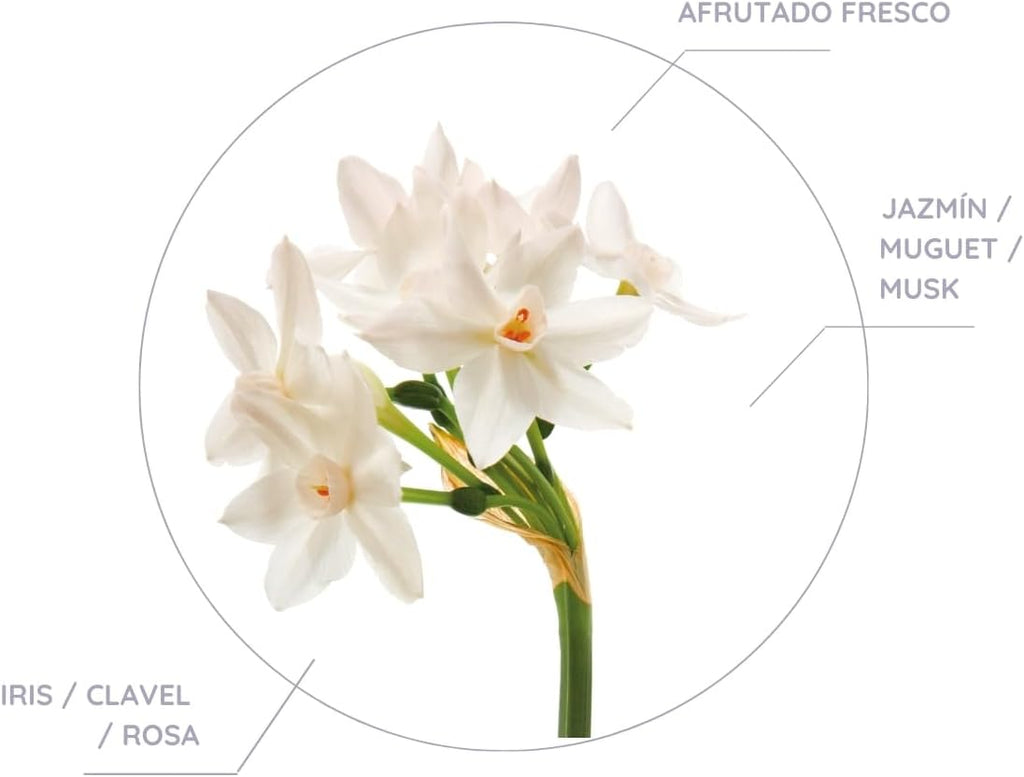 Ambientador de Armario Don Algodón Dama de Noche – Pack 6 Unidades